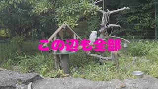 上野動物園に行って来ました！！(後編)