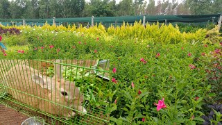 ಸುಂದರವಾದ ಹೂವು/ಗಿಡಗಳ ನರ್ಸರಿ| Nursery Tour - Cheapest Plants Nursery in Bangalore | Flower Nursery