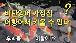 비단잉어를 어항에서 키우는건 문제 아닌가