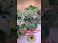 15 days of growyourownfood with hydroponics strawberries