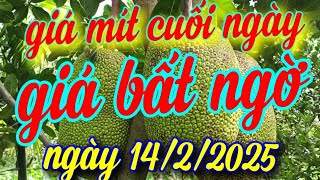 giá mít cuối ngày 14/2/2025