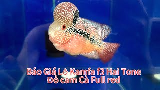 Báo Giá Lô Kamfa f3 Hai Tone Đỏ cam full red Ngày 5/6/2024 Zalo 0985838624