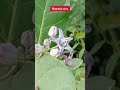 mountain story എരുക്ക് erukku natural pain killer medicinal plant എരുക്ക് എന്ന മഹാത്ഭുതം