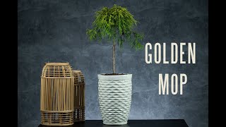 GOLDEN MOP - cyprysik groszkowy (Chamaecyparis pisifera 'Golden Mop') - opis rośliny