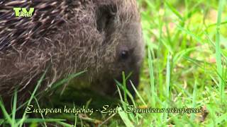 Wild Peers: Egel - European hedgehog - Erinaceus europaeus