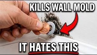 Two Metals KILL ALL Mold In Your Walls — The "Earth Shield" Big Remediation BURIED