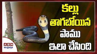 This is what the snake, who was about to drink, did ABN Telugu