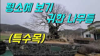 평소에 보기귀한 나무들/정원수/특수목/조경수/소나무 향나무 모과나무등 다양한 소재들