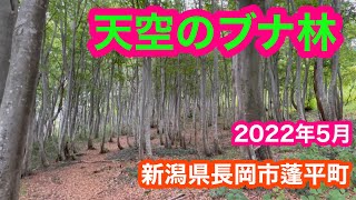 2022年5月26日 天空ブナ林を探して 高龍神社参拝後の新潟県長岡市蓬平町