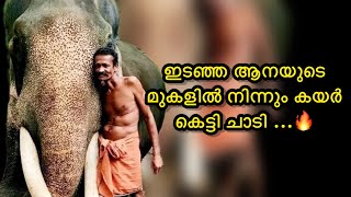 ഇടഞ്ഞ ആനയുടെ മുകളിൽ നിന്നും കയർ കെട്ടി ചാടുന്നു .…😳😳| Kavadi Narayanan