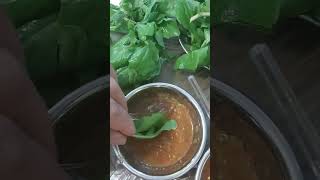 Best way to eat arugula leaves 🥬🥒🫑 (gerger) #viral #shorts #buhayofw