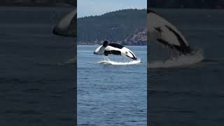 orca #shortsvideo #seacreature #viral #fish#trending #ytshorts