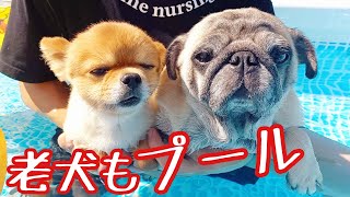 パグとチワワの暑い夏！老犬もプールで涼みます！