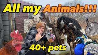 All the Farm Animals on the Property (40+ pets) (42 acres of land)