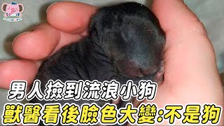 男人在路邊撿到一隻幼犬，獸醫檢查後嚇到臉色大變:這不是狗...... |#動物 #狗狗 #震撼 #不可思議