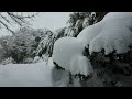 雪落とし棒で植木の雪落とし 2025 02 09