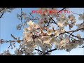 通勤ルート沿いの桜並木