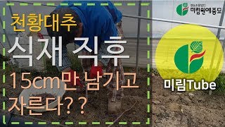 :::미림 Tube ::: 미림 천황대추묘목는 식재 후 15cm만 남기고 전지한다??