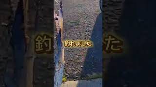 北九州の海　カニ釣れました　#shorts