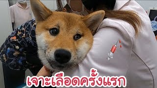 หมาชิบะไปโรงพยาบาล EP2  Shibainu in Kyoto Japan