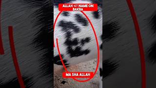 Allah الله name Bakra, MaShaAllah 🕋😱 #shorts #bakra #allah #allahuakbar #islam #eiduladha2023 #eid