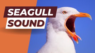 Authentic Coastal Seagull Calls | Seagulls Screeching Sound Effect