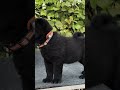 004 中华田园犬之五黑犬黑狗黑舌十分罕见霸气侧漏 中华