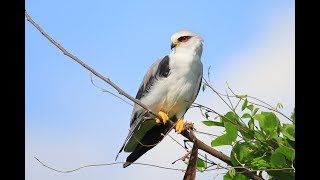 黑翅鳶  Elanus caeruleus (20190721嘉義紀錄)