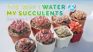 How and when to water succulents | Examples from my collection | Succulent plant care