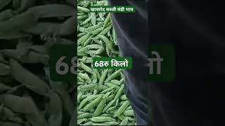 Khachrod mandi bhav//खाचरोद सब्जी मंडी भाव//