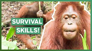 Hamlet The Orangutan Learns NEW Survival Skill! | Orangutan Island