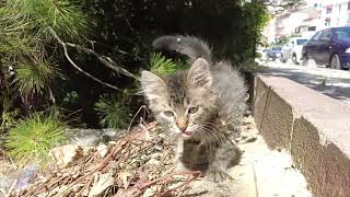 Fluffy  Tabby Kitten