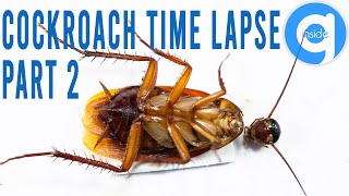 Headless Cockroach Time Lapse - Rotting Time Lapse