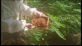 Stingless-bee keeping,harvesting(honey, pollen,propolis)