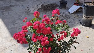 नया गुलाब लगाने का तरीका!l 🌹🍀 how to grow new rose