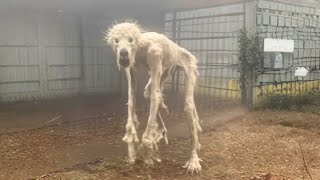 Leaked Footage of the Creatures Scientists Refuse to Study