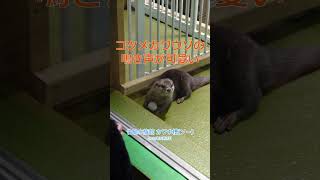 コツメカワウソの鳴き声が可愛い