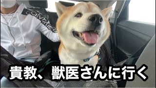 柴犬貴教！ニューヨーク北部に住む柴犬。様子が変なので、獣医さんの所に連れて行きました。Shiba inu lives in NY.