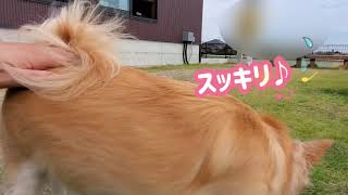 【チワワ】ナナコのプチ旅行 ナナちゃんと母、ドッグランを駆け回る    #チワワ #ペット #犬 #ドッグラン #かわいい #チワワ大好き ドッグラン付きカフェ #ペットと一緒 #インスタ映え