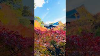 【京都】東福寺 紅葉 2024 通天橋 臥雲橋  #kyoto #tofukuji