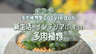 『多肉植物屋cotyledon』情報ワイド番組まるっと！「こんなのありました！」　#cotyledon #多肉植物 #インテリア