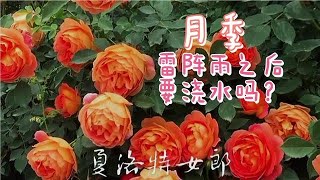 如何把月季养死？只要做到这四点就省的开花了，新手看看。