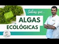 Sabías qué? Beneficios de las algas comestibles BIO