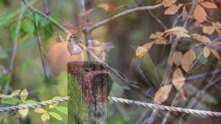 馬見丘陵公園の野鳥たち　2017 12 5