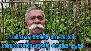 വാർദ്ധക്യത്തിലും താങ്ങായി ശിവദാസൻ ചേട്ടൻ്റെ വെറ്റില കൃഷി #betel leaf