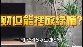 财位能摆放绿植么?摆放不对破财连连