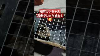 桜耳ガンちゃん真夜中にまた捕まる😅　#TNR#cats#地域猫