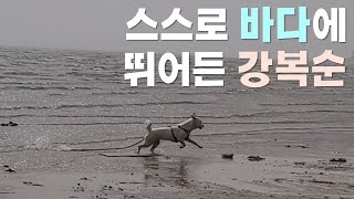 목욕은 싫어하는데 물놀이는 좋아하는 강아지