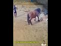 chú chó xấu số bị ngựa đạp phải dog trampled by horse