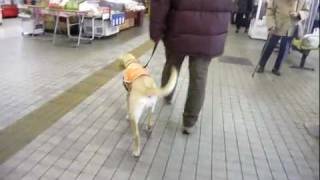 【盲導犬候補生アンジー64】私は街犬になるんだ！